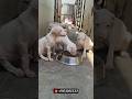 ✨Rajapalayam 7- female -6000 Low price dm. #rajapalayam #rajapalayampuppy #rajapalayamdogs #lowprice