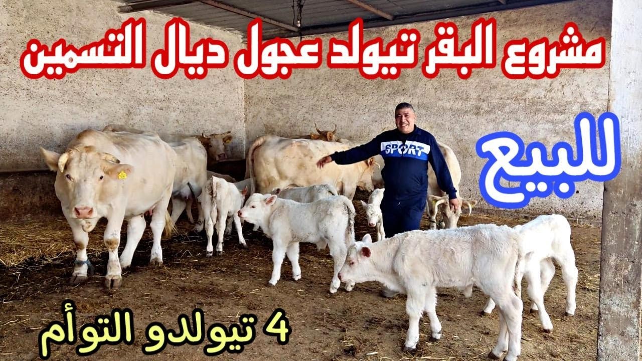 32 البقرة شاروليا والدة💫16 العجل أو العجلة نواحي سطات🇲🇦 إتصل 06.61.37.88.19 بالأخ رشيد صاحب الضيعة😱