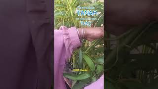 Menuai Kangkung Yang Kita Tanam || UBE Garden Kebun Atap Rumah #ubegarden #kebunataprumah #cooking