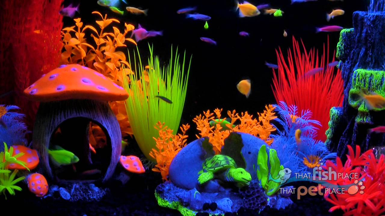 That Pet Place GloFish TV Commercial -   Glofish aquarium, Fish tank  themes, Glow fish