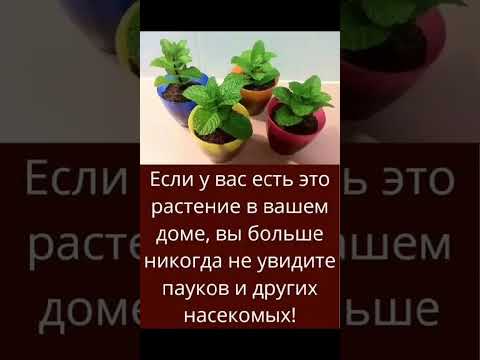 Если у вас есть это растение в вашем доме, вы больше никогда не увидите пауков и других насекомых!