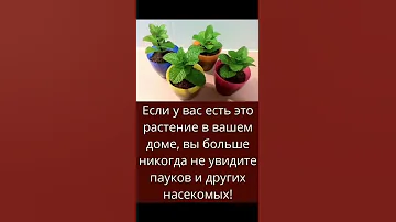 Если у вас есть это растение в вашем доме, вы больше никогда не увидите пауков и других насекомых!