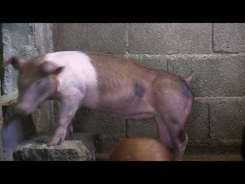 ჩემი დანიური დუროკი-ჰემშირის სადედე და 4 ხაზიანი დუროკი-იორქშირი-ლანდრასი..