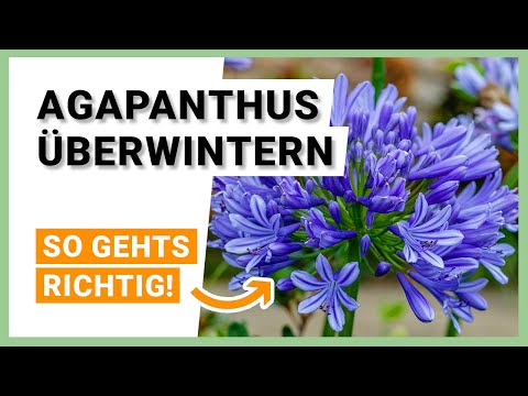 Video: Agapanthus-Pflanzen trimmen – Erfahren Sie, wie man Agapanthus beschneidet