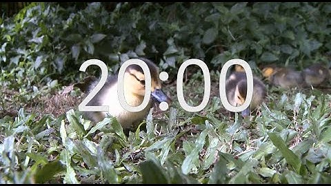 20 Minute Silent Timer: Duckling Theme