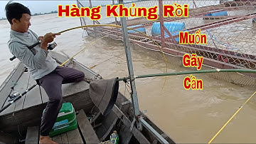Câu Cá Trên Xuồng, Lâu Rồi Mới Đụng Cá Tra Khủng Kéo Không Nổi Muốn Gãy Cần | Trần Đại Fishing