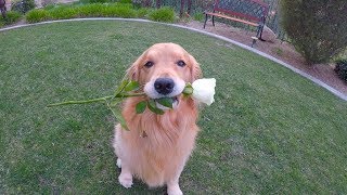 Will You Be My Valentine? Golden Retriever Destroys Rose | Golden Retriever VLOG