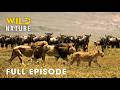 Ultimate Predators: When Lion Attack (Full Episode) | Animal documentary