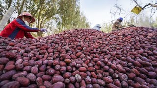 Удивительный урожай фруктов - машина для сбора урожая мармелада, сливы, вишни и арбуза в действии