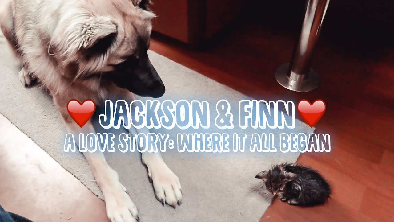 JACKSON & FINN: #2 The Beginning of a Love Story! | Sailing Sunday