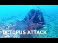 Massive octopus attacks diver drags equipment through sea