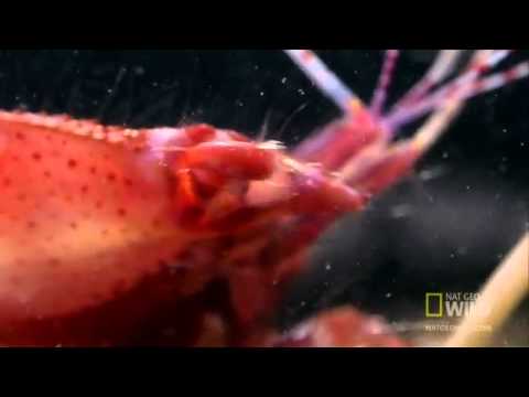 World's Deadliest   Amazing Pistol Shrimp Stun "Gun"
