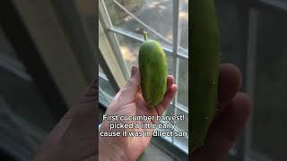 Download Lagu First cucumber harvest! 🥒 MP3 Download Lagu First cucumber harvest! 🥒 MP3
