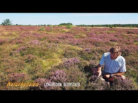 Video: Blomstrer laurbærene?