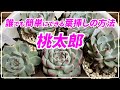 Succulents] A simple leaf cutting method that anyone can do