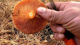 Сбор грибов в октябре 2020,столько рыжиков я не видел не когда!!!!Где растут рыжики.Lactarius