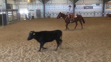 Playing With Steers In A Two-Rein On Red