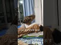 フクロウのジュニ君🦉