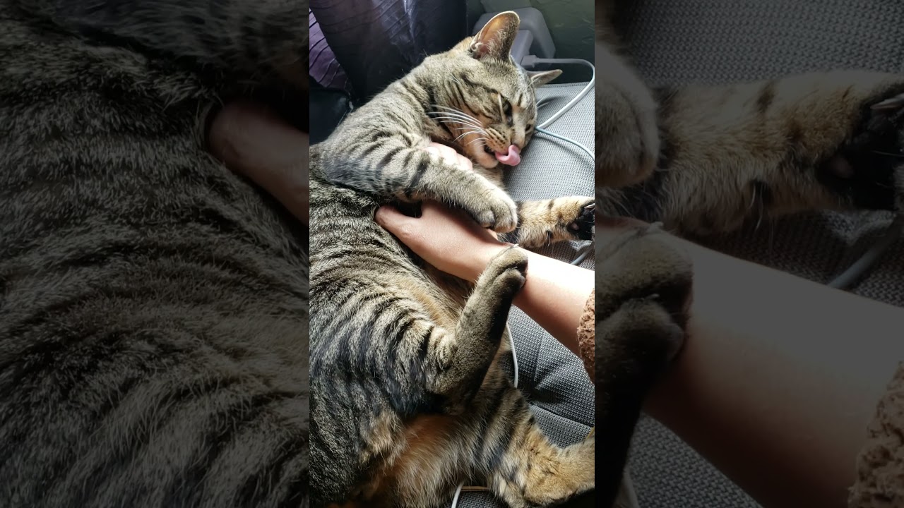 BELLY MASSAGE? MEANS THEY TRUST YOU 