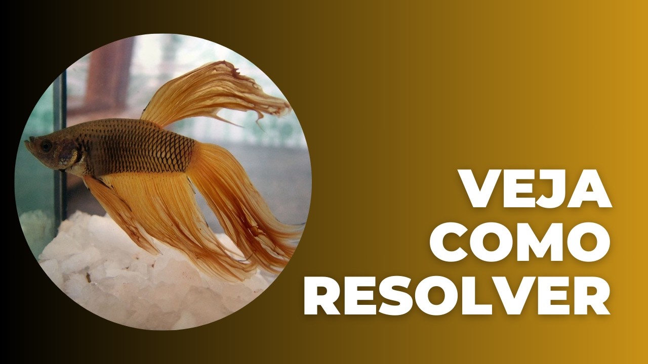 Peixe betta no fundo do aquário como se tivesse morto