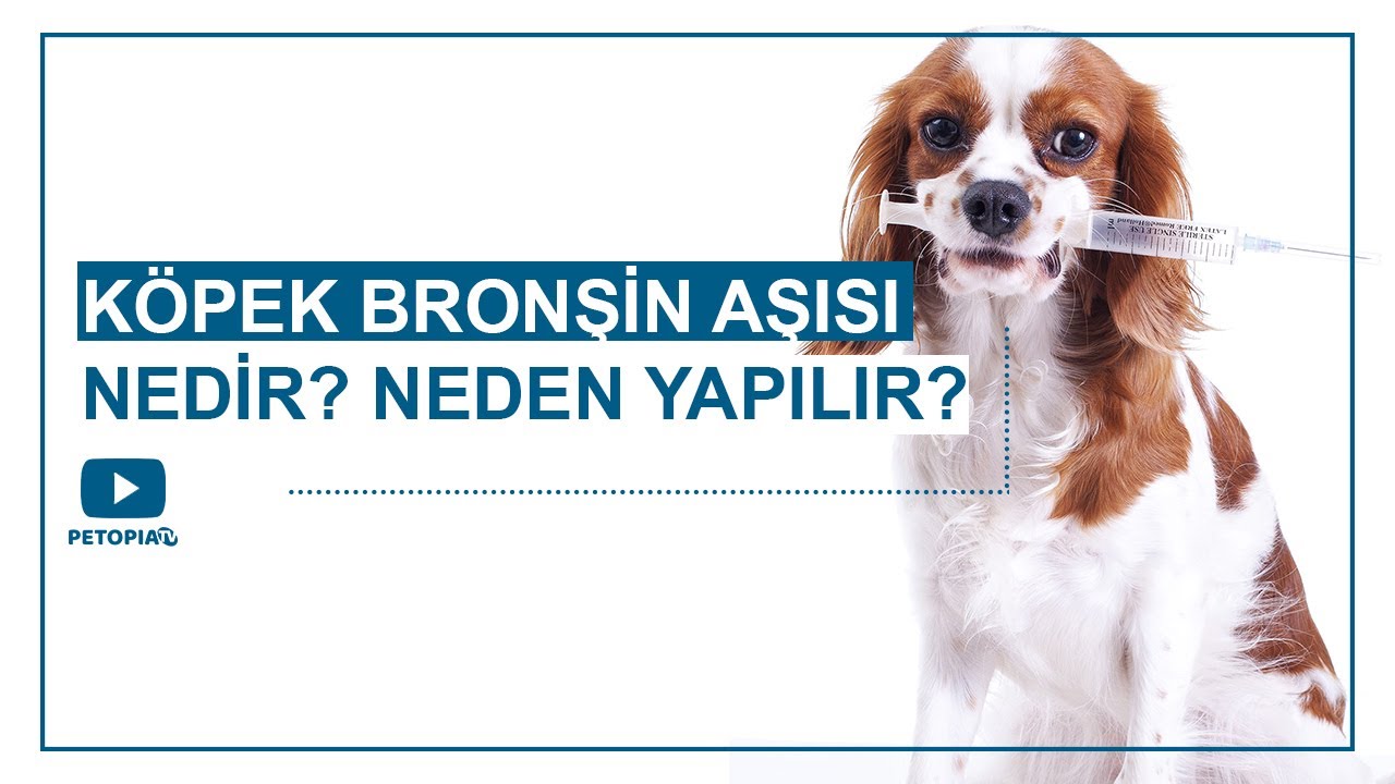 köpeklerin aşı zamanları