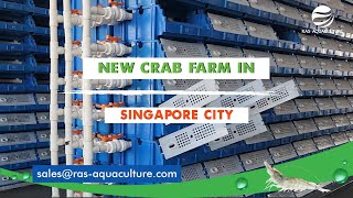 New Crab Farm in Singapore City | Pacific Aquaculture screenshot 2