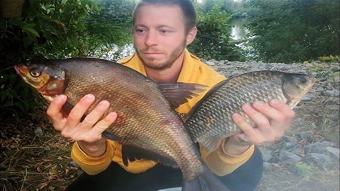 Рыбалка на реке Десна в Брянской области: лучшие места, снасти, советы