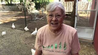 Planting a Pasture for the Chickens (food for life!)