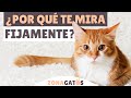 ¿Tu gato TE MIRA FIJAMENTE? ➡️ Estos son los 5 MOTIVOS