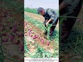 Harvesting Onions – Trimming Tops for Better Storage 🧅✂️