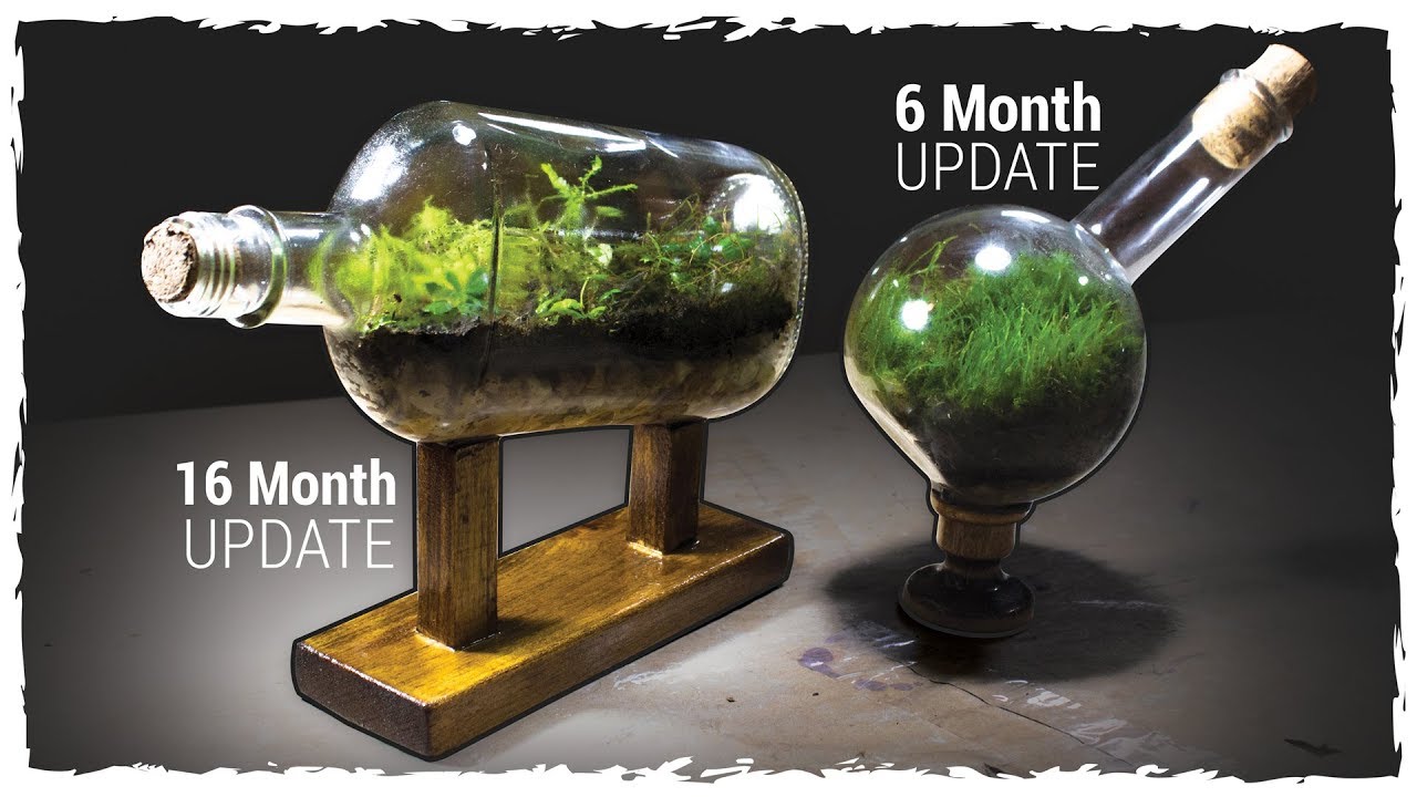 terraria journey's end Mossarium 6 Mo Update + Ship-in-a-Bottle Terrarium 16 Mo Update
