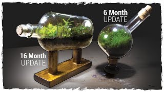 Mossarium 6 Mo Update Ship-In-A-Bottle Terrarium 16 Mo Update