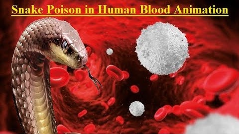 Snake Venom in Human Body Animation Video | How Do Venomous Snakes Kill Their Prey |
