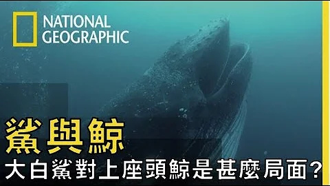 座頭鯨遭到大白鯊攻擊而淹沒，讓專家對大白鯊完全改觀...【鯊與鯨】搶先看!! - 天天要聞