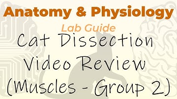 Cat Dissection - Muscles - Video Review Group 2 (Superficial Chest Muscles)