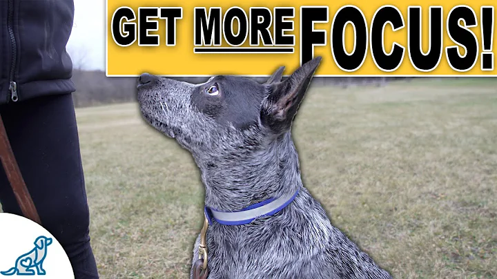 STOP Your Dog From Pulling On Leash