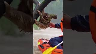 Mother and baby sloths rescued from raging floodwaters #SlothRescue #FloodAid #WildlifeSaving