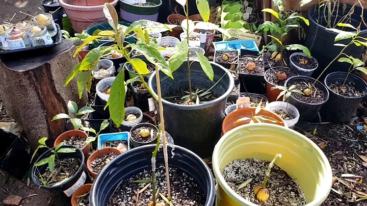 Why Do Some Avocado Grafts Take & Others Fail?