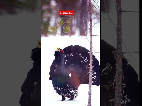 Capercaillie Majestic Walk🤔