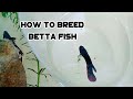 How To Breed Betta Fish - Easy and Simple Way (Step by Step)