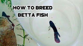 How to breed betta fish || step by step tutorial (Quick guide for beginners)