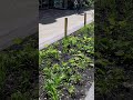 A Street Upgrade in Amsterdam (removing cars)