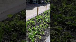 A Street Upgrade in Amsterdam (removing cars)