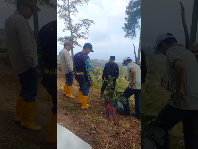 Ketua KAN Lasi Bersama Para Dt dan Tokoh Masyarakat Membawa Bibit ke Pasangrahan Lasi