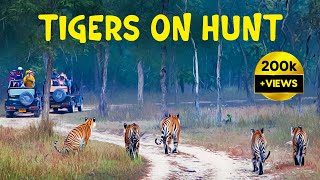 Tigers of Panna (P151) - Panna Tiger Reserve - 4K Video