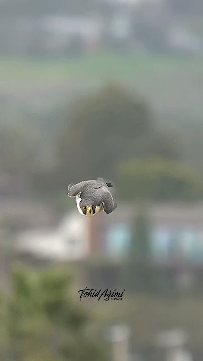 Have you ever seen Peregrine Falcon Stoop dive? #falcons #peregrinefalcon #birdsofprey #birdlovers