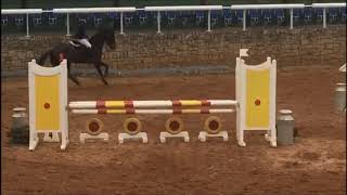 Creevagh Mohill 6 Year Old Gelding By Creevagh Ferro