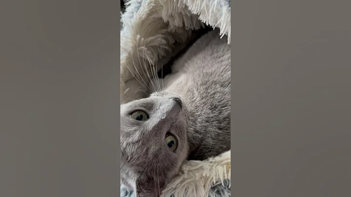 Video 4902651: funnycats russianbluecats, russianbluecats catlover, russianbluecats cat, russian cat cute, funny russian cats, russian blue