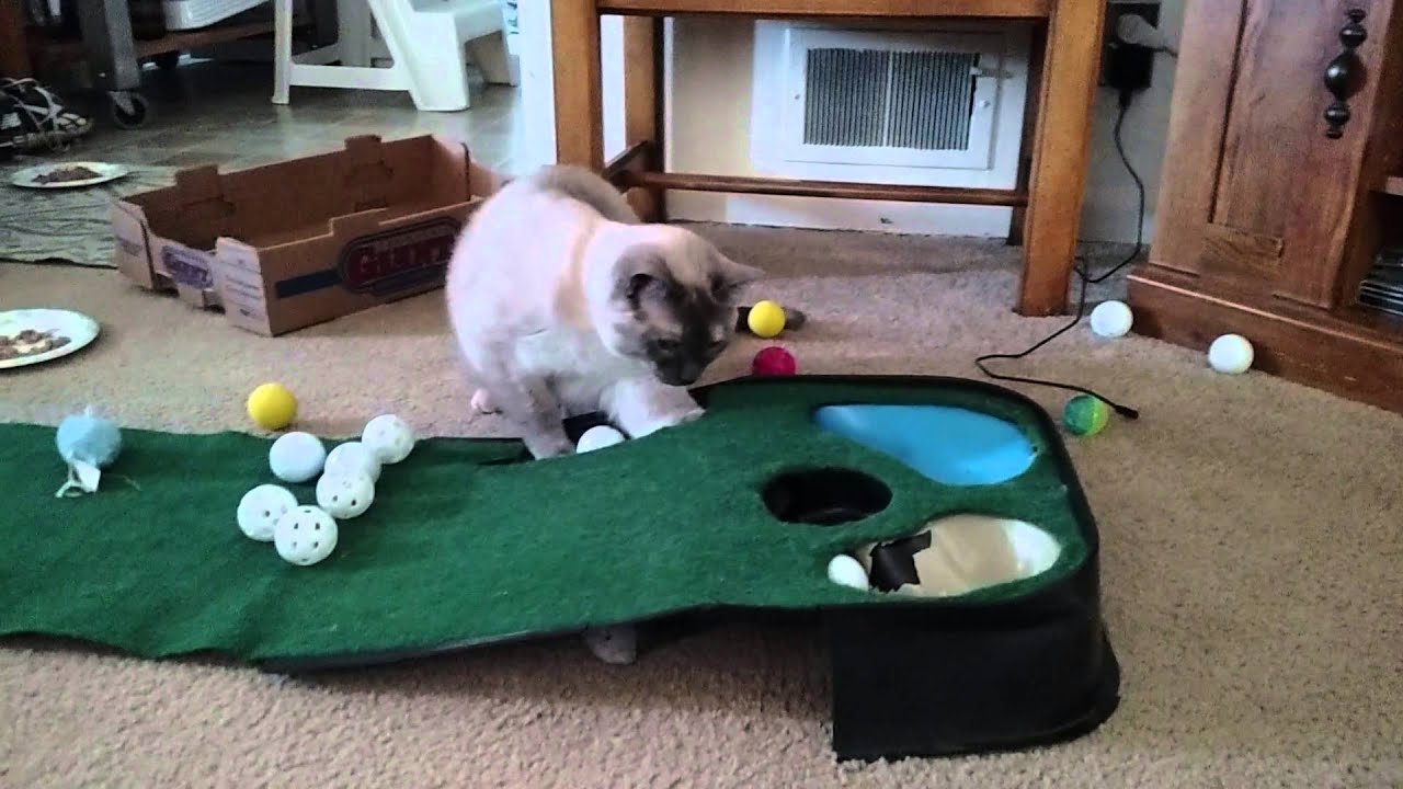 Golfing Cat Youtube within Golfing Cat