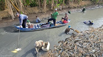 Live | Máy Kích Cá Hút Tận Vợt Lên Toàn Hàng Khủng Khổng Lồ | Fishing Fish